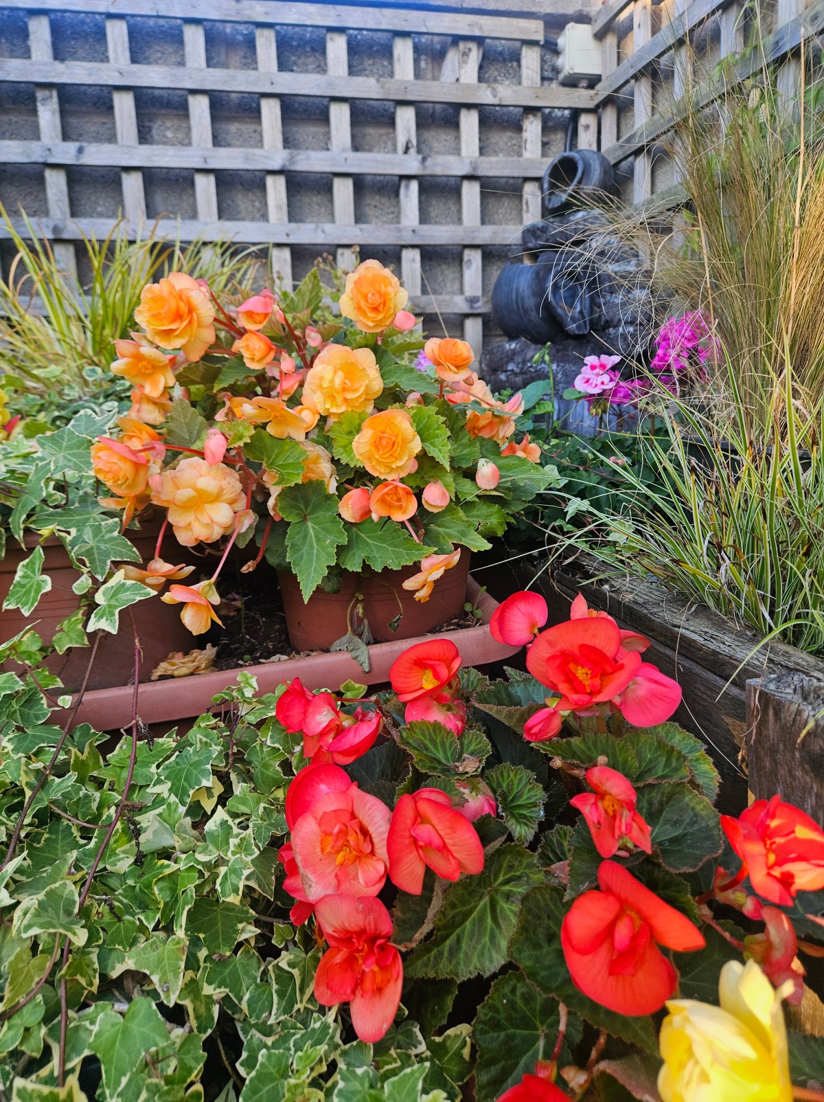 Begonia Delight; Oh What a&nbsp;Sight!