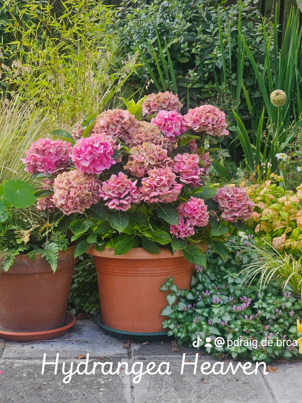 Beauty, Drought, and Lavender: The Best Garden Yet in a Summer of&nbsp;Contrasts